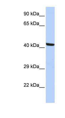KPTN / Kaptin Antibody (N-Terminus)