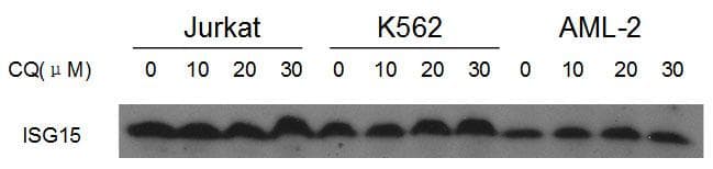 IHC-plus™ ISG15 Antibody (aa31-61)