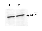 IHC-plus™ EIF3S5 / EIF3F Antibody