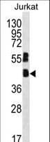 MAFB Antibody (aa266-292)