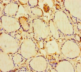 RIT1 Antibody