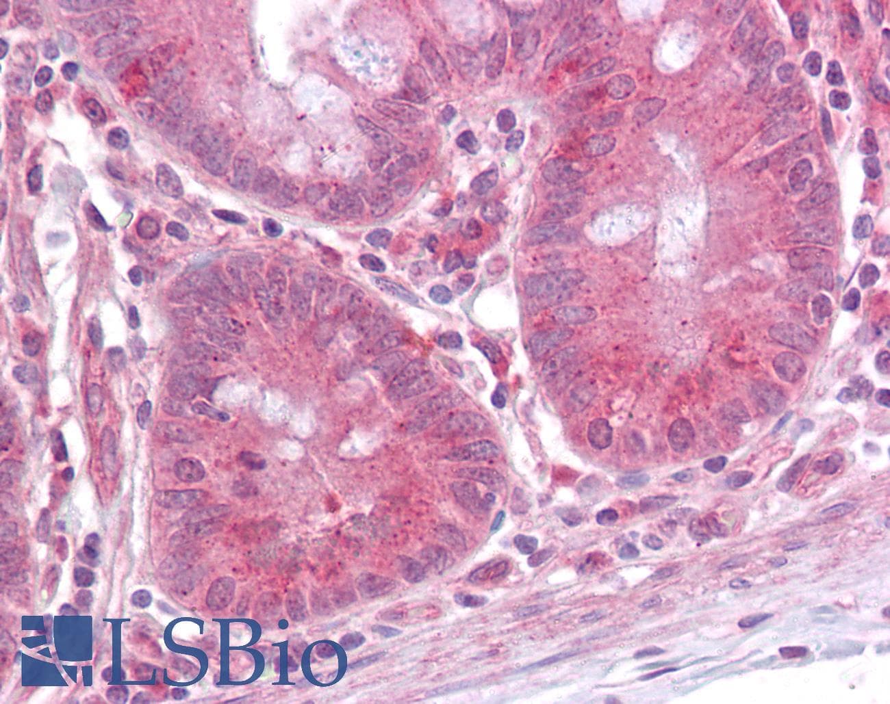 PathPlus™ MAPK3 / ERK1 Antibody (aa350-400)
