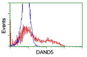 DAND5 Antibody (clone OTI3D4)