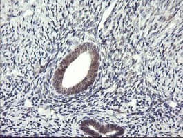 LZIC Antibody (clone OTI2D4)