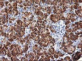Monoclonal Mouse anti-Human PHF21B Antibody (clone OTI5D2, IHC, IF, WB)