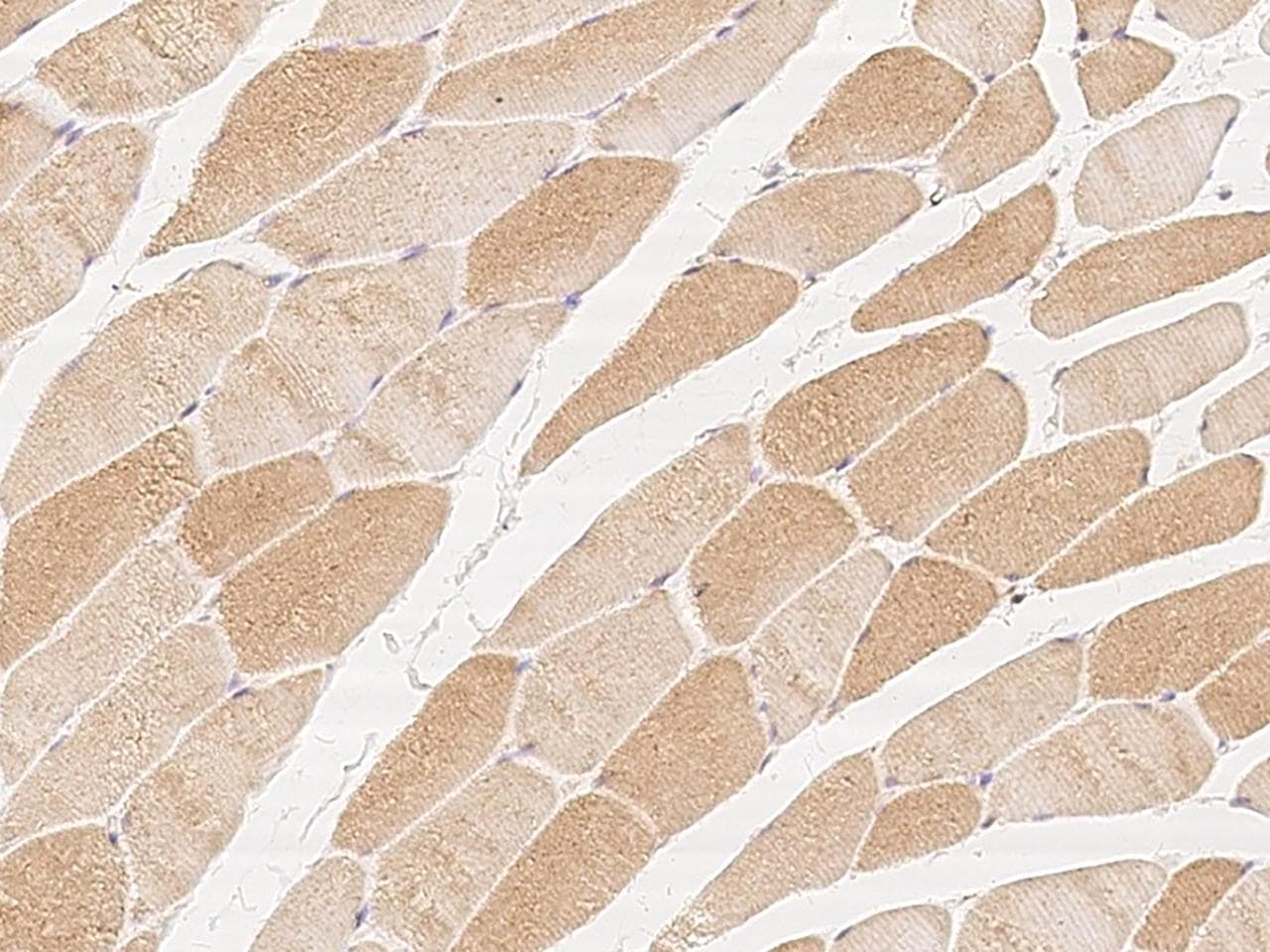 G0S2 Antibody