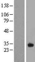 FAM125A Protein (Over-Expression Lysate Myc-DDK (Flag))