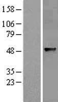 ABHD8 Protein (Over-Expression Lysate Myc-DDK (Flag))