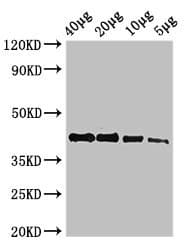 ACTB / Beta Actin Antibody