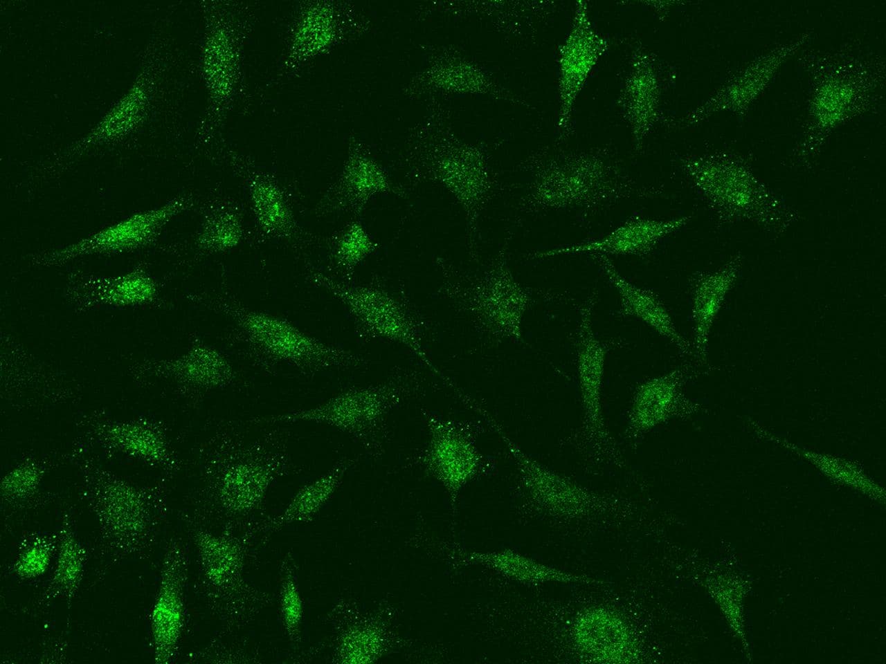 BMF Antibody (Preservative Free)