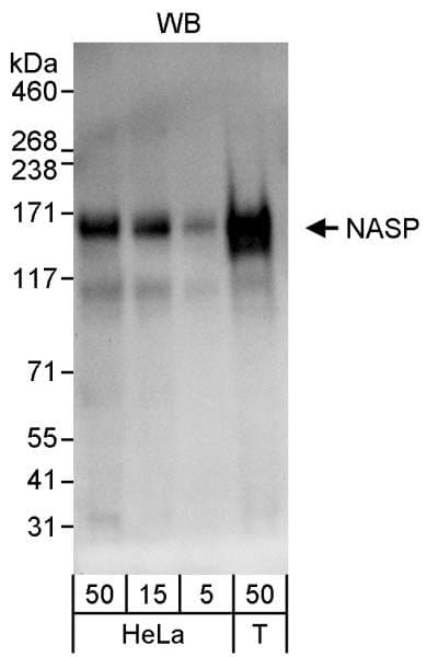 Polyclonal Rabbit anti-Human NASP Antibody (aa150-200, WB)