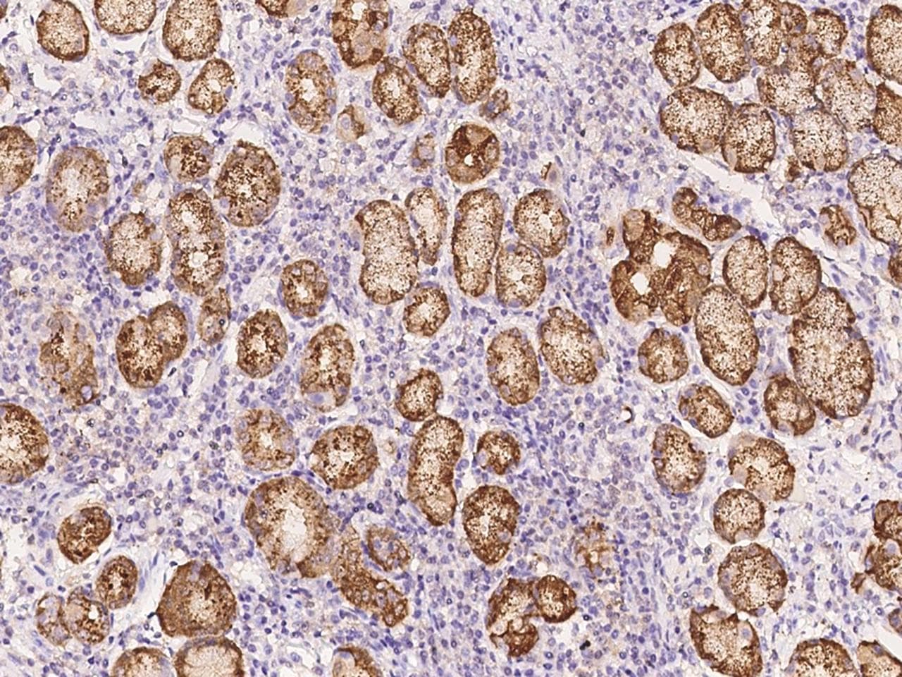 Polyclonal Rabbit anti-Human PGC / Pepsin C Antibody (Preservative Free, IHC)