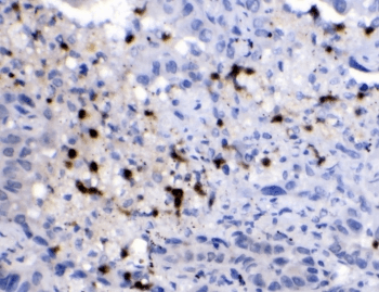 NEDD8 Antibody
