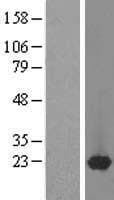 PPP1R1B / DARPP-32 Protein (Over-Expression Lysate Myc-DDK (Flag))