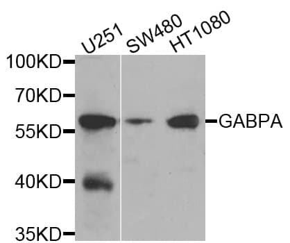 Polyclonal Rabbit anti-Human GABPA / NRF2 Antibody (WB)