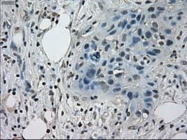 STAT1 Antibody (clone OTI15H3)