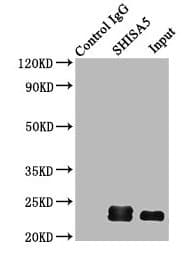 Polyclonal Rabbit anti-Human SHISA5 / SCOTIN Antibody (IHC)