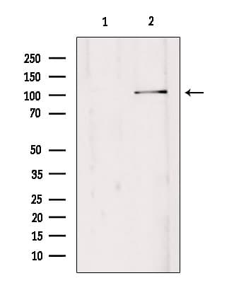 Polyclonal Rabbit anti-Human EDEM3 Antibody (WB)
