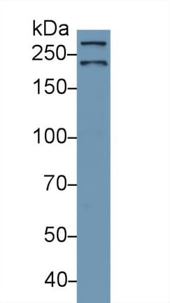 SPTAN1 / Alpha Fodrin Antibody (aa1573-1742)