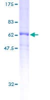 Human DRG2 Protein (Recombinant GST)