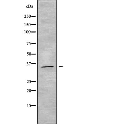 Polyclonal Rabbit anti-Human OR5M3 Antibody (IF, WB)