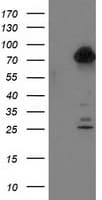 KIAA0153 / TTLL12 Antibody (clone OTI3H6)