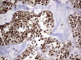 USP44 Antibody (aa420-712, clone OTI1F9)
