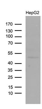 Monoclonal Mouse anti-Human LHX4 Antibody (clone OTI6H3, Carrier-free, aa1-260, WB)