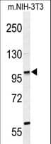 Polyclonal Rabbit anti-Human ZNF451 Antibody (aa81-110, WB)