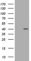 PCNA Antibody (clone OTI4B2)