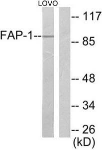 FAP-1 / PTPN13 Antibody