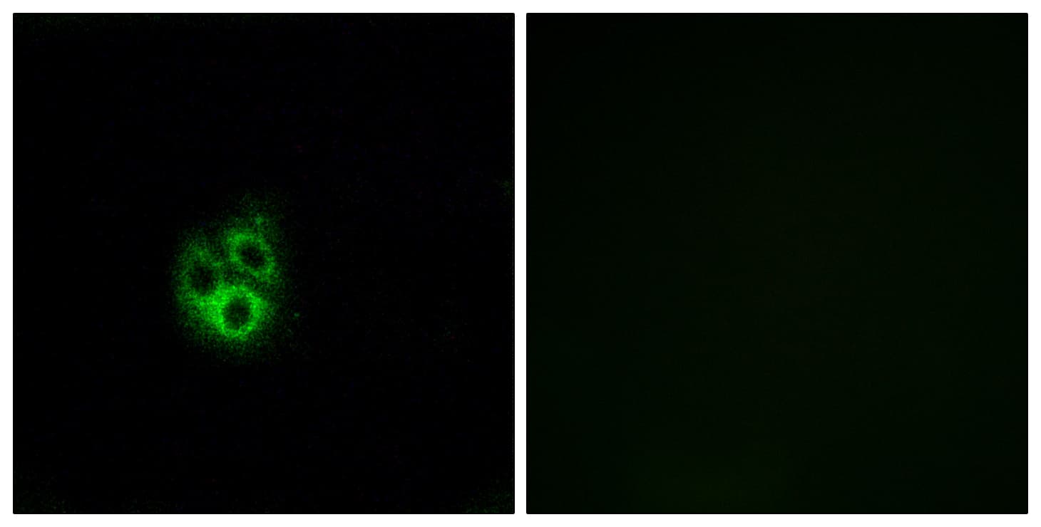 Polyclonal Rabbit anti-Human GNG5 Antibody (aa10-59, IF)