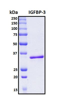 Human IGFBP3 Protein (Recombinant 6His, N-terminus)