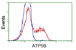 ATP5B / ATP Synthase Beta Antibody (clone OTI1F7, Carrier-free)