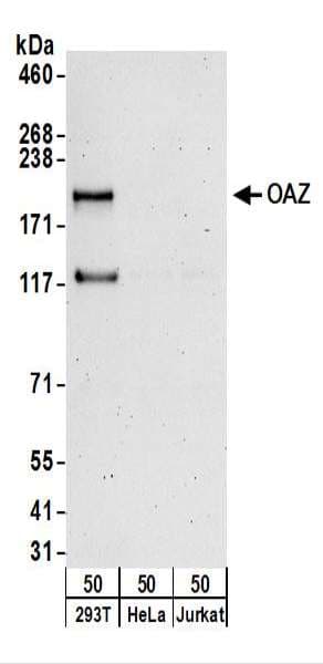 IHC-plus™ Polyclonal Rabbit anti-Human ZNF423 / OAZ Antibody (aa250-300, IHC, WB)