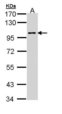 MAPK8IP2 / JIP2 Antibody