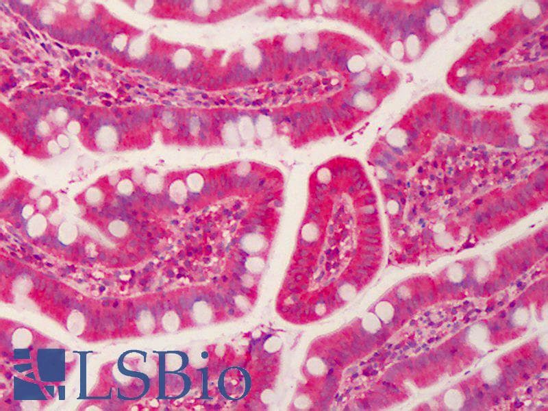 FOXK2 / ILF Antibody (aa491-540)