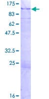 Human ARHGAP9 Protein (Recombinant GST)