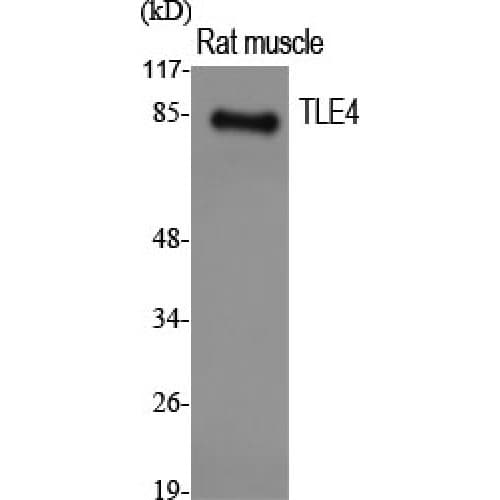 Polyclonal Rabbit anti-Human GRG4 / TLE4 Antibody (130-210 aa, Internal, IHC, WB)