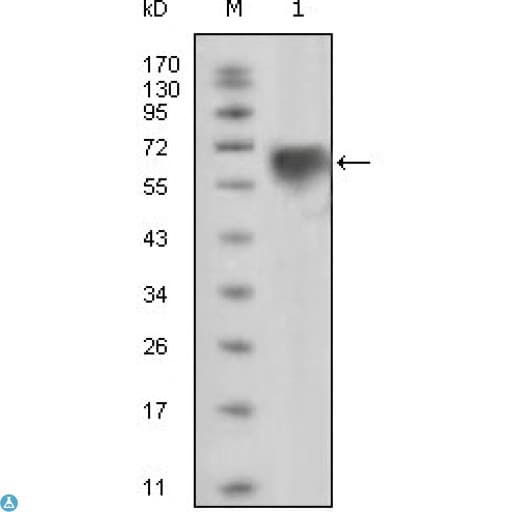 TYRO3 Antibody