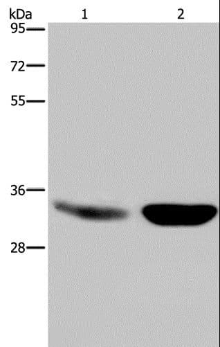 MAPRE3 / EB3 Antibody
