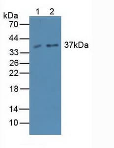 CASP4 / Caspase 4 Antibody (aa290-377, APC)