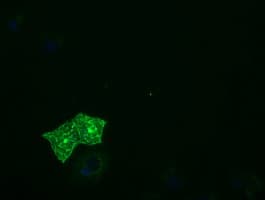 PTPRE / PTP Epsilon Antibody (clone OTI3B8)