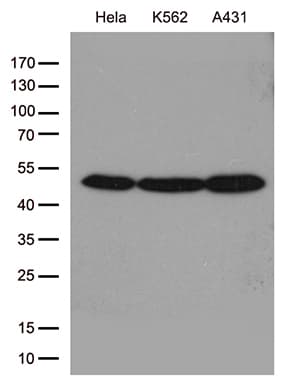 ACTR3 Antibody (aa2-418, clone OTI5G4)