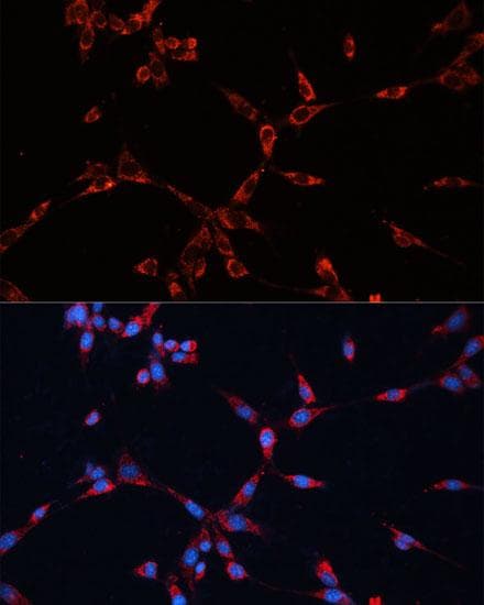 GNAI2 Antibody