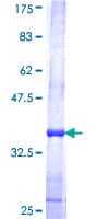 Human STAB2 / HARE Protein (Recombinant GST, N-terminus)