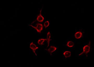 BLZF1 Antibody