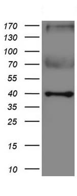 IDO1 / IDO Antibody (clone UMAB252)
