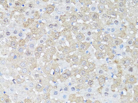 MTOR Antibody