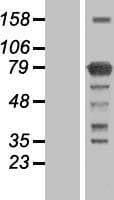 KHNYN Protein (Over-Expression Lysate Myc-DDK (Flag))